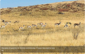 Repopulation of species attracts tourists to Iona Park