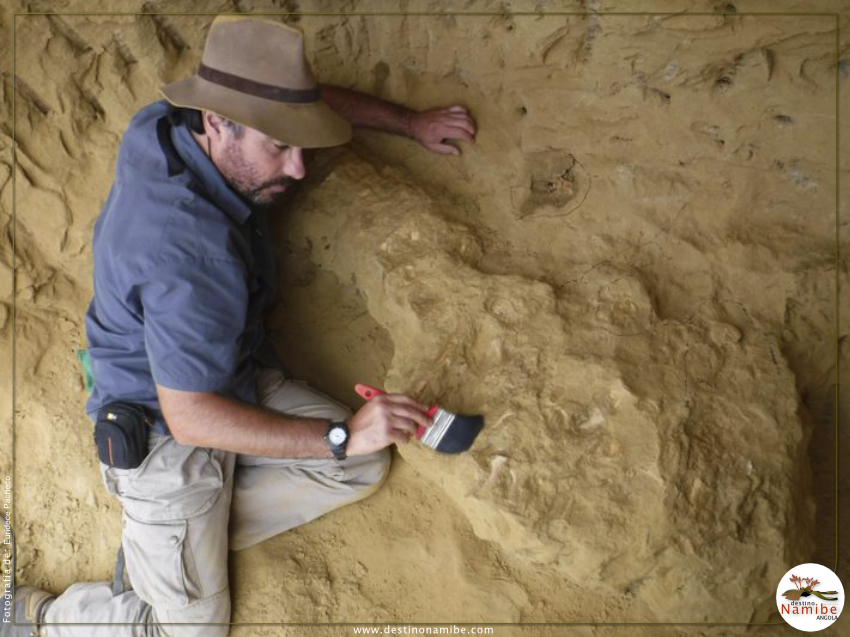 One of the most complete plesiosaurs was found by Portuguese researchers in Angola