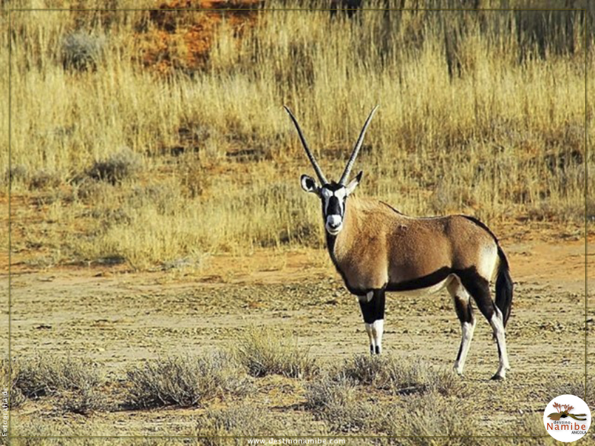 Namibenses dão nota positiva à evolução do Parque do Iona