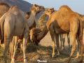 Namibe recebe primeiro lote de camelos para fomento do Turismo