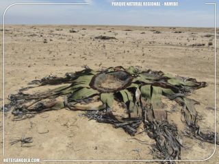 Parque Natural Regional do Namibe