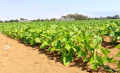 “MA TUNINGI” project supports agricultural cooperatives in Namibe