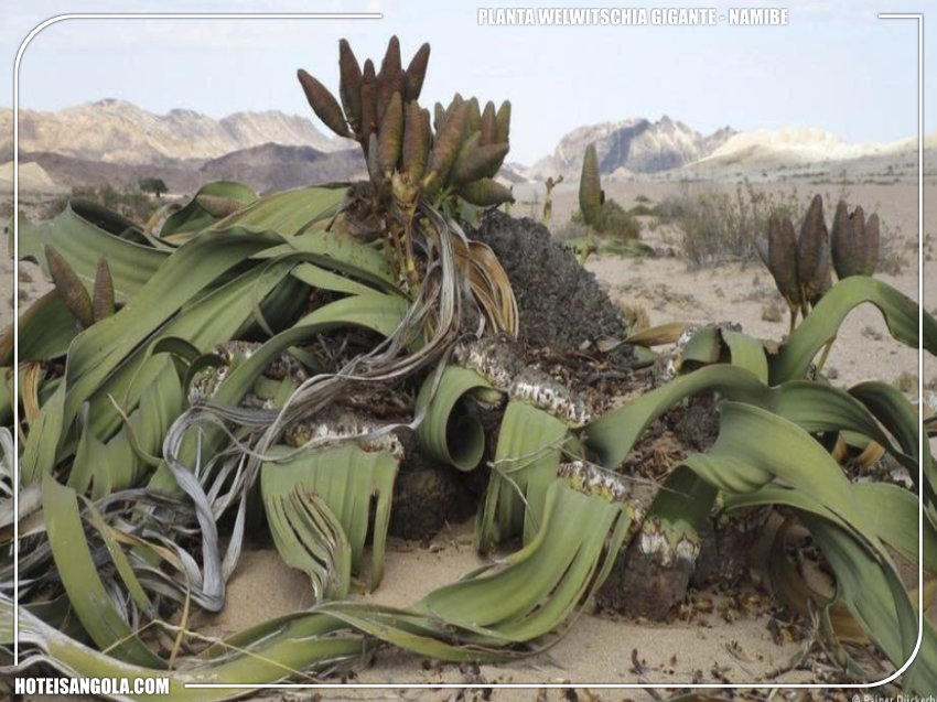 Giant Welwitschia Plant